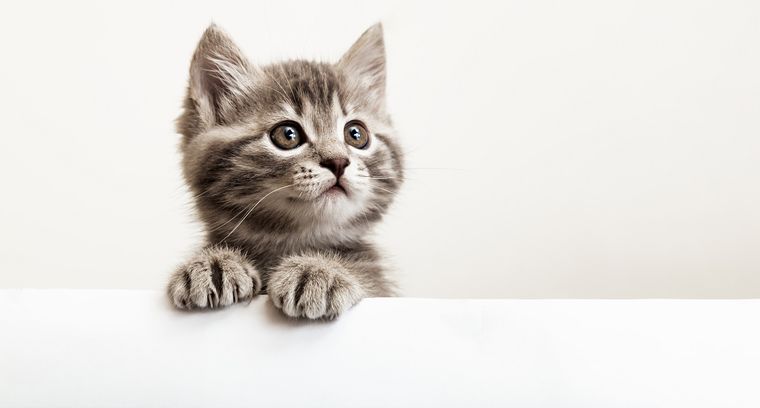 NOMBRES PARA GATOS Foto: SHUTTERSTOCK