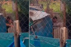 El perro fue rematado con un ladrillo y luego recibió un disparo de arma de fuego Foto: Noticias Argentinas El perro fue rematado con un ladrillo y luego recibió un disparo de arma de fuego Foto: Noticias Argentinas