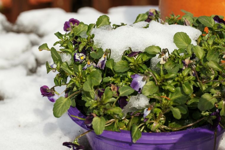 No requiere de muchos cuidados específicos y florece como ninguna otra planta en invierno. Foto: Shutterstock No requiere de muchos cuidados específicos y florece como ninguna otra planta en invierno. Foto: Shutterstock