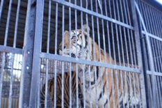 Foto: Campaña Circos Sin Animales