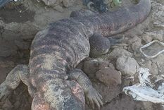 El lagarto colorado causó revuelo ayer en una finca de San Carlos