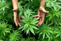 avance hacia los medicamentos con cannabis