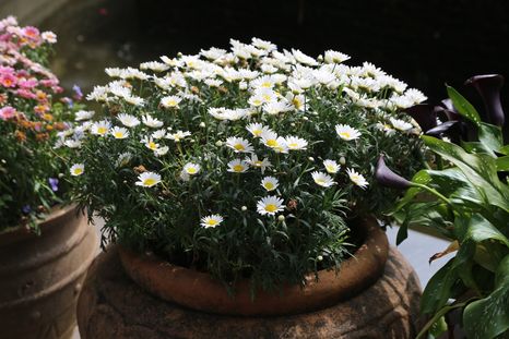 La planta aromática que llena de flores el balcón. La planta aromática que llena de flores el balcón.