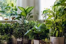 Plantas que atraen mala y no deberías tener en el interior de casa, según el Feng Shui Hacemos una lista con las plantas que no deberías poner en casa, ya que atraen malos presagios. Foto: Archivo