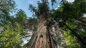 El Abuelo. El Abuelo.