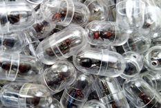 Algunas hormigas encapsuladas fueron recuperadas.