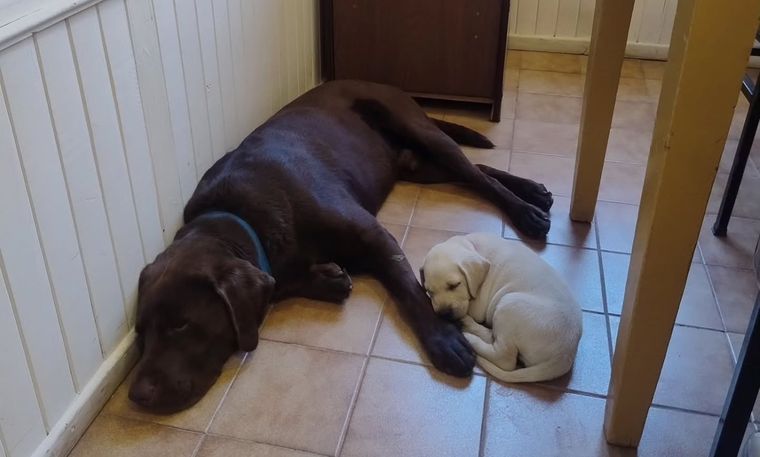 Sam y Roma descansando mientras el padre Horacio confiesa a los fieles. Sam y Roma descansando mientras el padre Horacio confiesa a los fieles.
