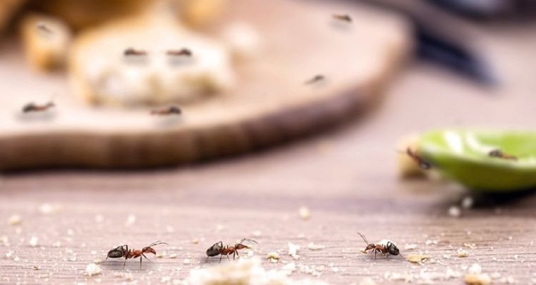 Estos insectos pueden aparecer en los hogares Foto: GETTY IMAGES