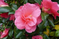 Este es el truco para curar a las camelias con manchas en las puntas Foto: Shutterstock