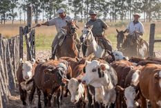 el ganado entra en pausa tras meses de subas y ajuste de precios