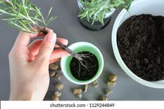 Este enraizante casero hará florecer de inmediato las plantas del jardín Foto: Shutterstock