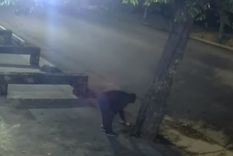 El momento en el que el sospechoso ataca al vegetal