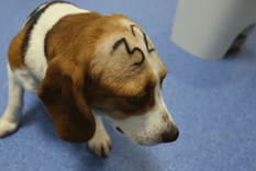 Foto: Cruelty free international