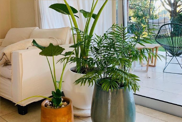 La paisajista Mona Caballero comparte una guía completa de cuáles son las mejores plantas para interior. Dale un toque verde a un rincón de tu casa o departamento. Foto: Instagram @verdekko