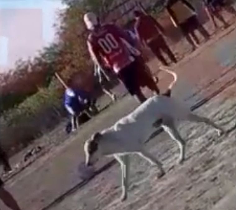 Incomprensible El perro no entendía nada.