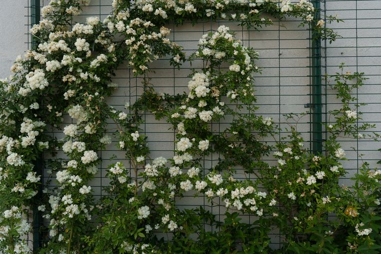 La planta que aparece como alternativa para decorar y es resistente. Foto: Shutterstock