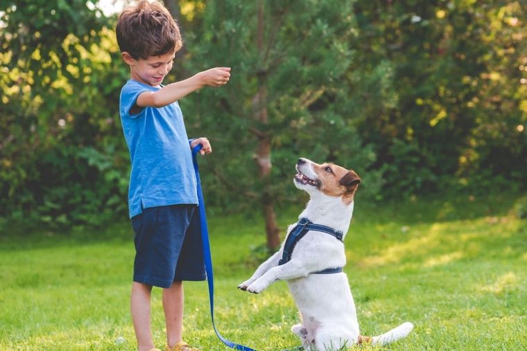 Entrenamiento para tu perro Entrenamiento para tu perro Foto: Contenidosdemascotas