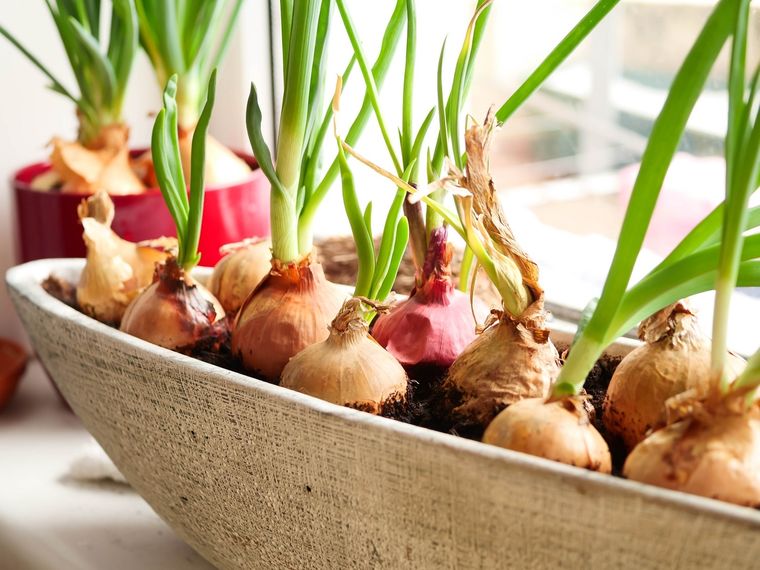 El video se viralizó Foto: SHUTERSTOCK