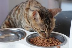 Así es la delicada y extraña alimentación de los gatos Foto: Pexels