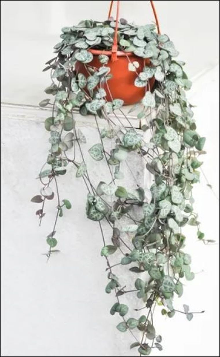 Ideal para principiantes: la planta que decora y purifica el aire sin pedir demasiado. Foto: Archivo Ideal para principiantes: la planta que decora y purifica el aire sin pedir demasiado. Foto: Archivo