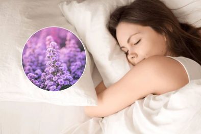 MDZol | ¿Qué plantas debes tener para dormir mejor? (Shutterstock)