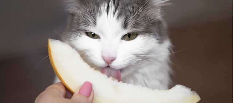 El melón es una de las frutas permitidas para tu gato Foto: Shutterstock