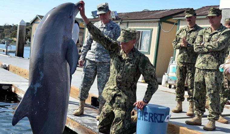 delfines militares Estados Unidos también tiene un programa con delfines para uso militar. Foto: Efe.
