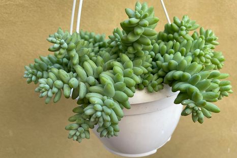 Las suculentas son una de las mejores opciones para quienes buscan plantas fáciles de cuidar. Foto: Shutterstock. Las suculentas son una de las mejores opciones para quienes buscan plantas fáciles de cuidar. Foto: Shutterstock.