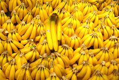 inta desarrollo tecnica para duplicar el rinde de las bananas