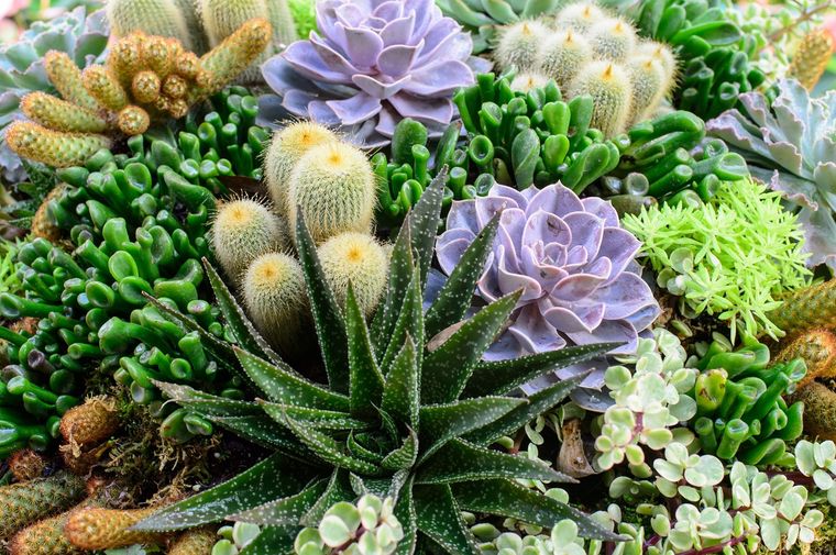 JARDÍN LAS SUCULENTAS Y LOS CACTUS SON DE LAS PLANTAS MÁS ELEGIDAS EN TODO JARDÍN. Foto: SHUTERSTOCK