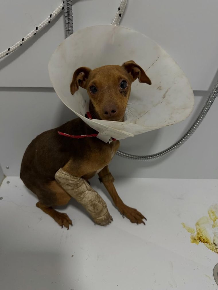 Los perros están en búsqueda de un hogar de tránsito para ayudar al refugio, aún no se darán en adopción. Los perros están en búsqueda de un hogar de tránsito para ayudar al refugio, aún no se darán en adopción.