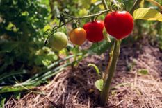 Tomate cultivado sobre un terreno con mantillo. Foto: gardeningknowhow.com