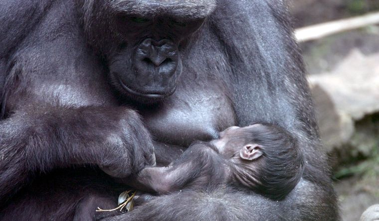 Los simios son foco de constantes investigaciones Foto: EFE