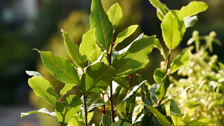 El laurel es la planta con grandes significados para nuevos comienzos. Foto: Fuente: Shutterstock
