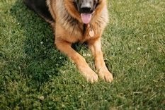 ¿Cómo hago para que mi perro no se coma las plantas del jardín? Te explicamos varios consejos para que tu perro se mantenga alejado de las plantas. Foto: Pexels