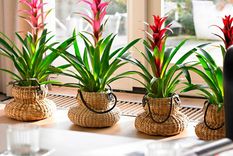 Estas plantas purifican tu habitación. Foto: Archivo