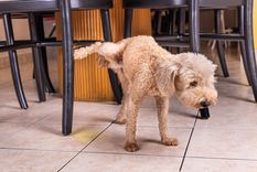 Los mejores trucos de limpieza. Foto: Fuente: Shutterstock