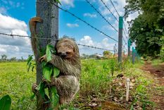 las mejores fotos de la naturaleza de 2025: imagenes que marcaron el ano