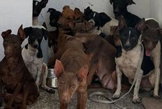 Fueron salvados 81 perros de un criadero de Guaymallén. / Instagram @salvandopatas.ong