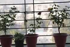 Árbol en balcón: una tendencia en crecimiento. Foto: Shutterstock