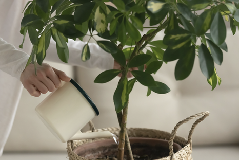 Este abono es mágico las plantas del jardín Foto: Shutterstock Este abono es mágico las plantas del jardín Foto: Shutterstock