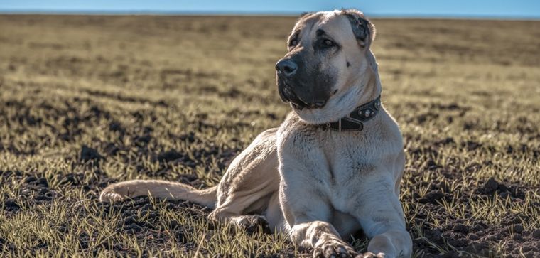 El Kangal Turco es el perro con la mordida más fuerte Foto: Shutterstock