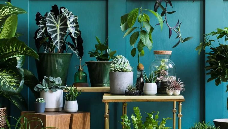 Las plantas de interior son cada vez más comunes en hogares. (Shutterstock).