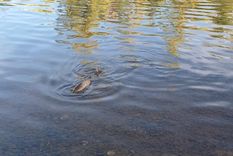 Una de las carpas que asoma el lomo en el Limay. Foto: MDZ