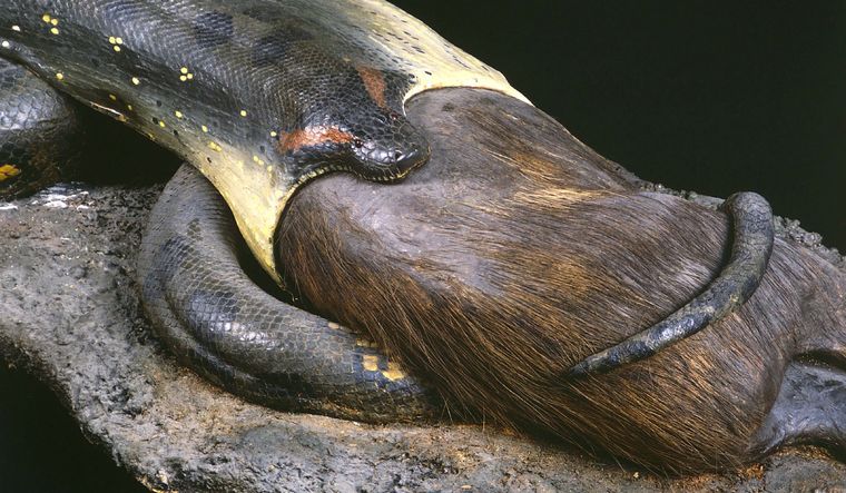 La obra será restaurada hasta la primavera 2024 Foto: Museum Frankfurt Senckenberg