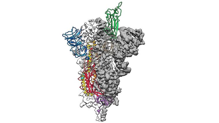 Mapa 3D a escala atómica de la proteína espiga del virus covid-19.