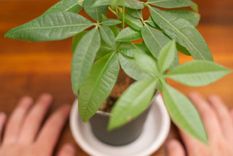 Árbol del dinero, una de las plantas para atraer abundancia.