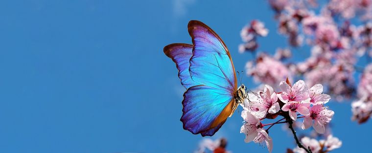 Foto: SHUTTERSTOCK