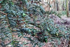 Hojas de tejo. Foto: homesandgardens.com/