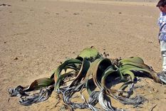 Las plantas más grandes alcanzan los 3.000 años de vida. Foto: Wikipedia.